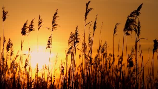 Caña alta contra el cielo del atardecer en el día del viento — Vídeo de stock