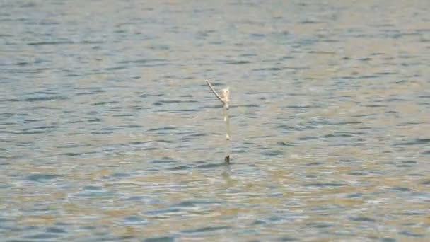 Rama de árbol en el río — Vídeo de stock