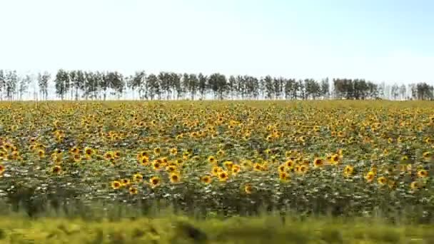 Bidang bunga matahari — Stok Video