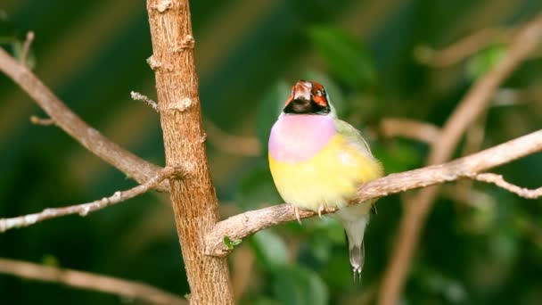 Finches sitting on a branch in the forest — Stok video