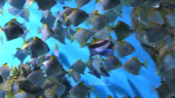 Peces tropicales en un arrecife de coral — Vídeo de stock