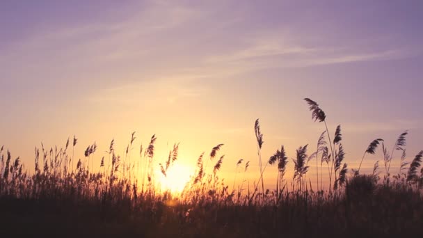 Wysokie trzciny przeciwko niebo zachód słońca w dzień wiatru — Wideo stockowe