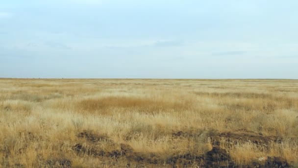 Campo su uno sfondo del cielo blu — Video Stock