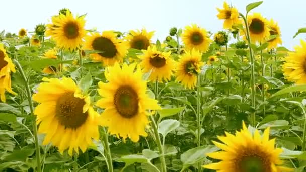 Campo de girasol — Vídeo de stock