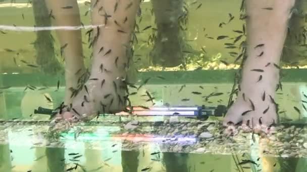 Peeling skin feet of tropical fish in the water — Stock Video