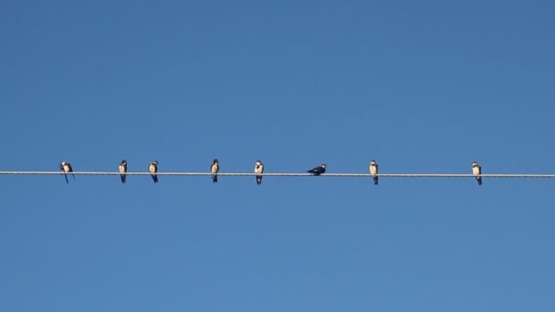 Pájaros en un cable eléctrico sobre el cielo azul — Vídeos de Stock