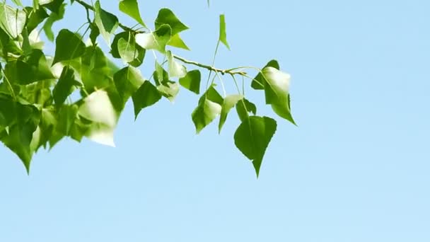 Ramo com folhas verdes sobre o céu azul — Vídeo de Stock