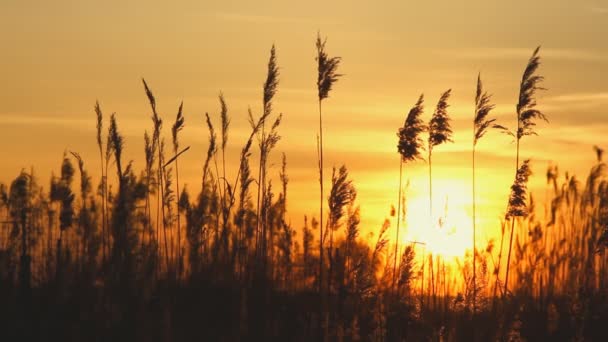 Caña alta contra el cielo del atardecer en el día del viento — Vídeo de stock