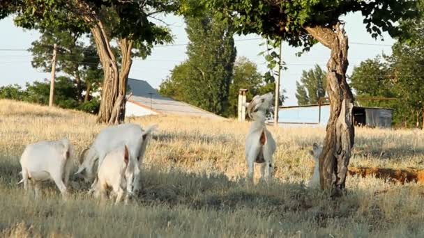 Белые козы пасутся под деревьями — стоковое видео