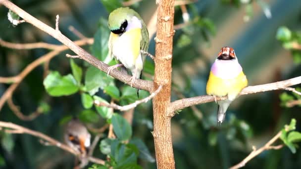 Finches sentados em um ramo na floresta — Vídeo de Stock