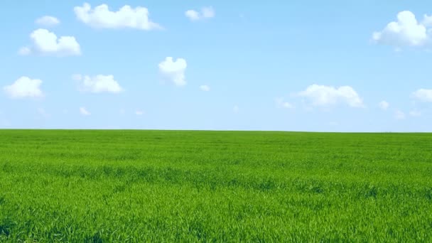 Hierba verde sobre fondo azul cielo — Vídeo de stock
