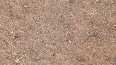 çalışma karıncalar