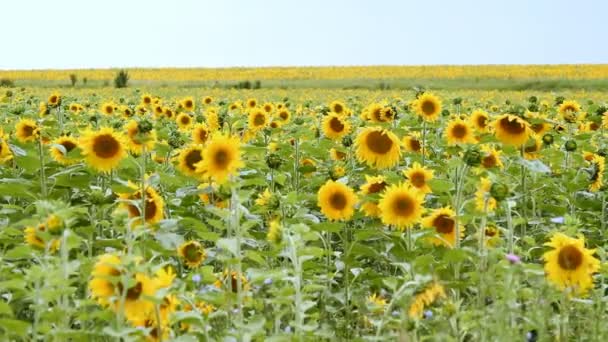 Sonnenblumenfeld über wolkenlosem blauem Himmel — Stockvideo
