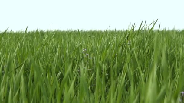 Groen gras op blauwe lucht achtergrond — Stockvideo