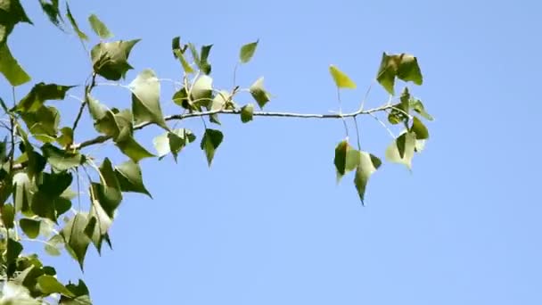 Branch with green leaves over blue sky — Stock Video