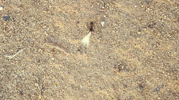fourmis fonctionnantes 