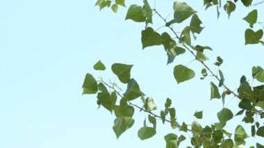 Mavi gökyüzü yeşil git