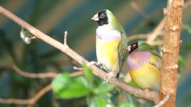 Finches sitting on a branch in the forest