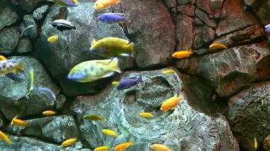 bir mercan kayalığı tropikal balık