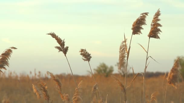 Rüzgar gün günbatımı gökyüzü karşı yüksek reed — Stok video