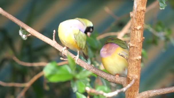 Finches sitting on a branch in the forest — Stockvideo