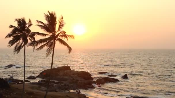印度果阿瓦加托海滩 2013 年 2 月 20 日。在日落的棕榈树剪影 — 图库视频影像
