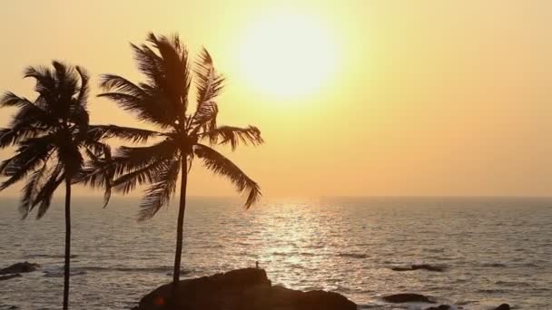 Silhouette palme al tramonto — Video Stock