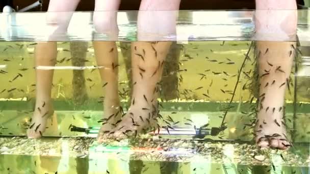 Peeling huden fötter av tropiska fiskar i vattnet — Stockvideo