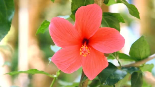 Röd hibiskusblomma med gröna blad — Stockvideo