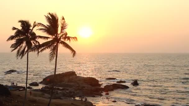 India Goa Vagator beach 20 de febrero de 2013. Silueta de palmeras al atardecer — Vídeo de stock