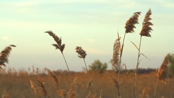 Caña alta contra el cielo del atardecer en el día del viento — Vídeos de Stock