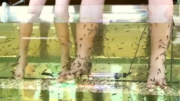 Απολέπιση δέρμα πόδια των τροπικών ψαριών στο νερό — Αρχείο Βίντεο