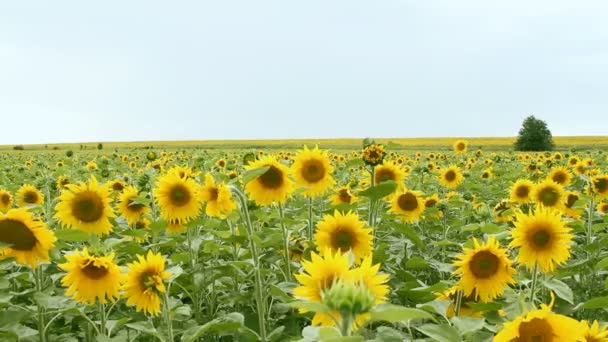 Campo de girassol — Vídeo de Stock