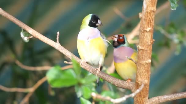 Finches sitting on a branch in the forest — Stock Video