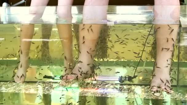 Очистка кожи ног тропических рыб в воде — стоковое видео