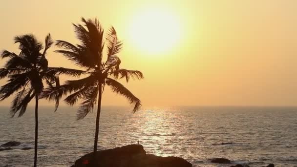 Palmen Silhouette bei Sonnenuntergang — Stockvideo