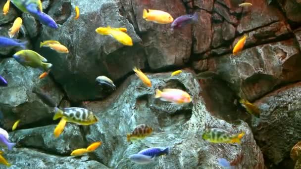 tropické ryby na korálovém útesu