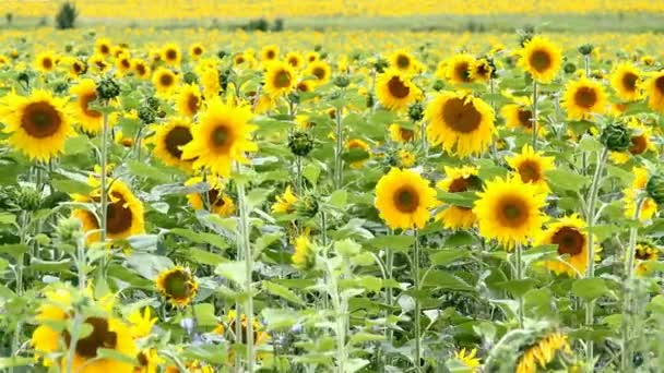 Sunflower field — Stock Video