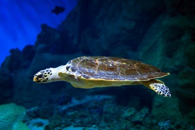 Sea turtle swimming over the coral reef clipart