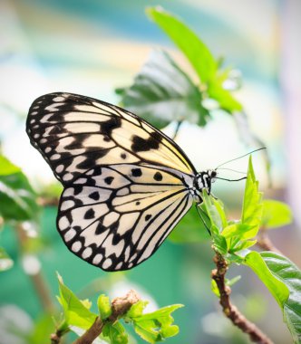 yaprak bej kelebeği
