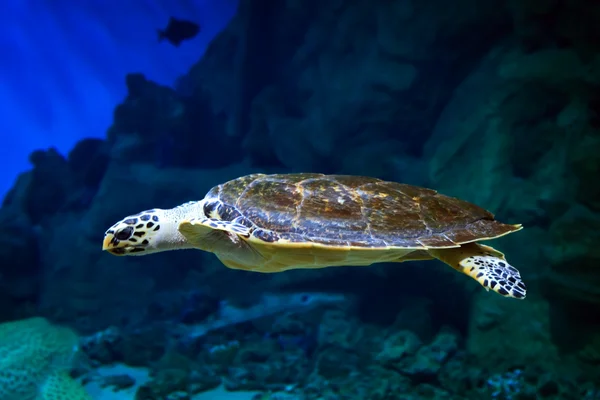 Tortuga marina nadando sobre el arrecife de coral — Foto de Stock