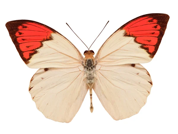 Beyaz izole kırmızı ve bej renkli kelebek — Stok fotoğraf