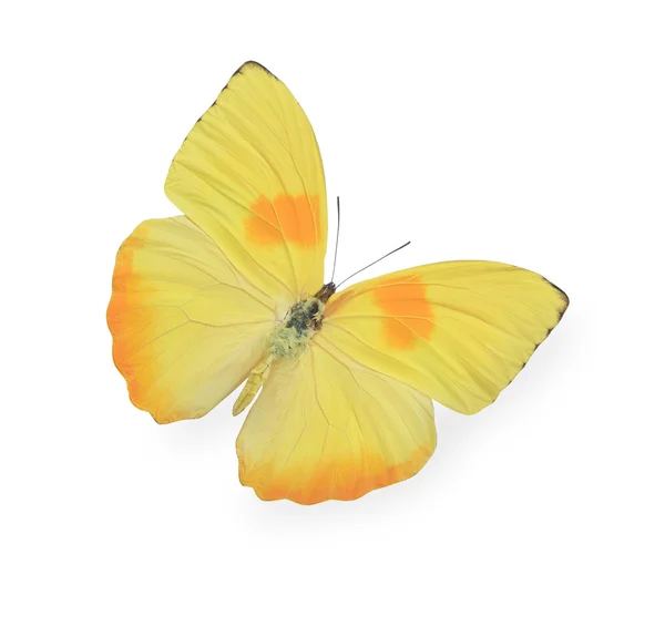 Gelber Schmetterling isoliert auf weißem Grund — Stockfoto