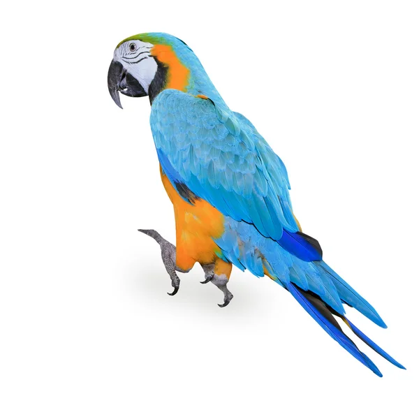 Blue-and-yellow Macaw - Ara ararauna — Stock Photo, Image