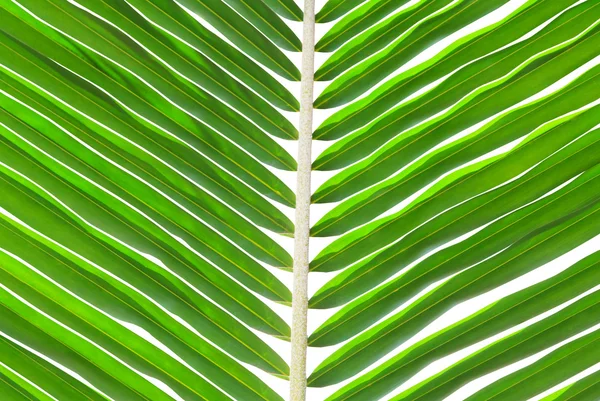 Imagine de frunze de palmier verde pentru fundal . — Fotografie, imagine de stoc