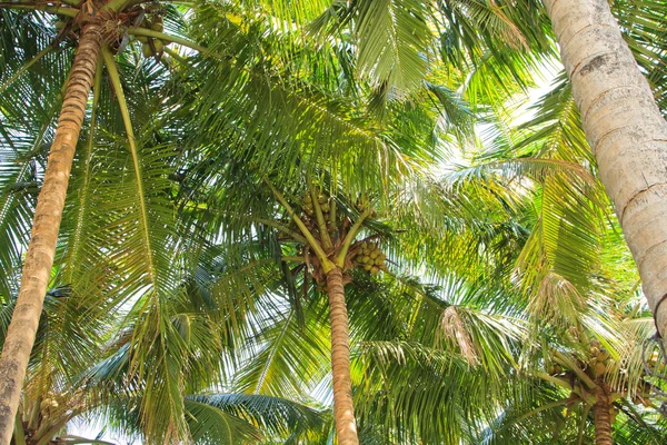 Coconut palm träd perspektivvy från golv högt upp — Stockfoto