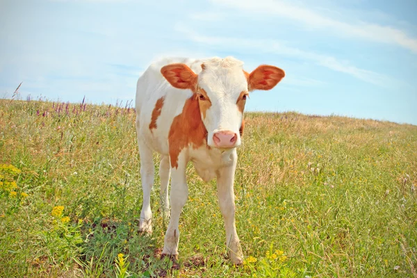 Vacas bebê pastando em um prado — Fotografia de Stock