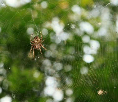 Örümcek yeşil arka planda