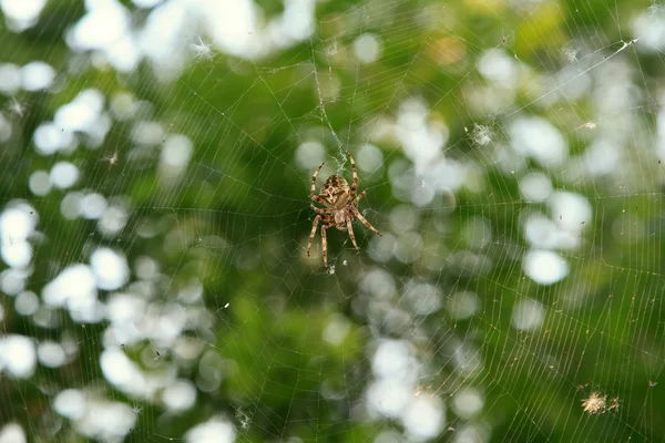 Spider on the web over green background — Stock Photo, Image