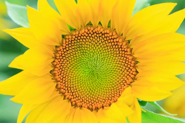 Sonnenblume aus nächster Nähe — Stockfoto